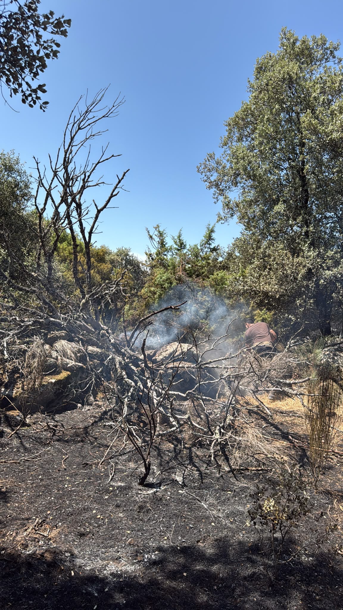Zona quemada por el incendio Sierra Oeste de Madrid, árboles carbonizados en la dehesa de Fresnedillas de la Oliva